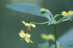 Fringed loosestrife